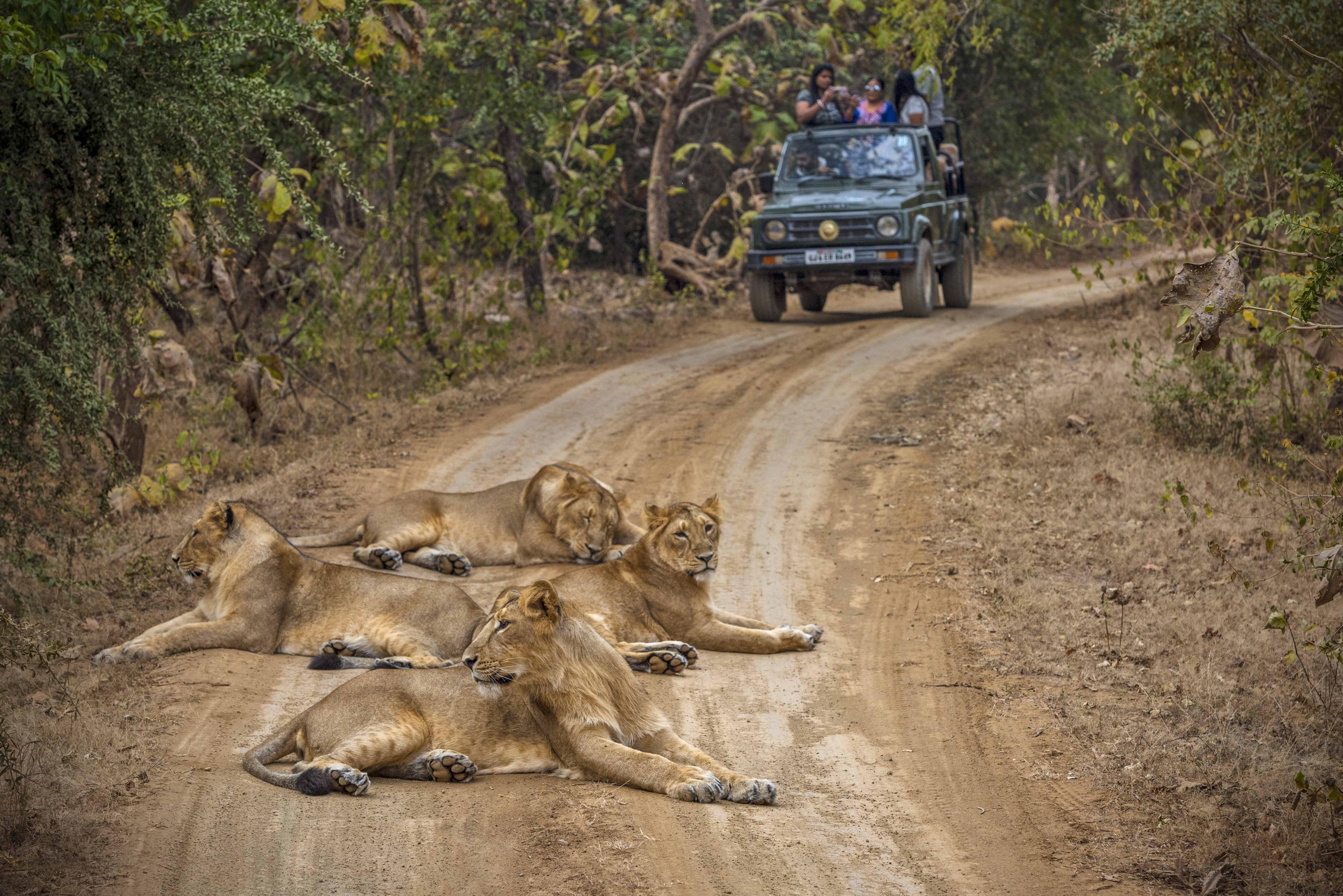 Gujarat Honeymoon Packages