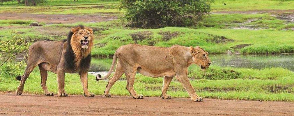 Gujarat with Sasan Gir & Diu