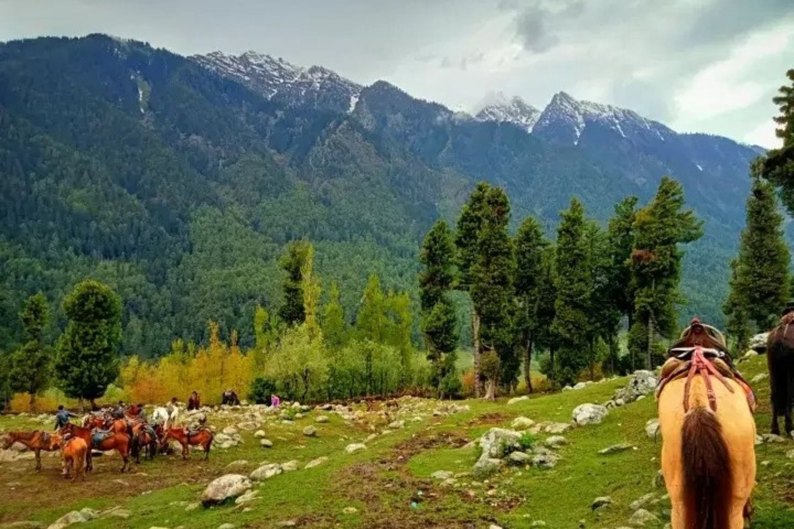 Scenic view of a valley in Kashmir
